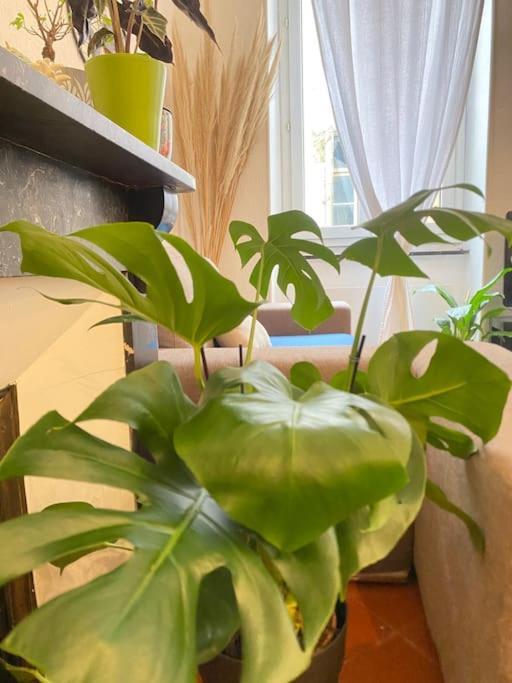 Апартаменти Le Jardin Secret De Nady Каркассонн Екстер'єр фото
